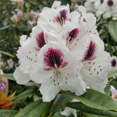 Rhododendron Azalea Windsor Park Fragrance Intoxicating Walk 15