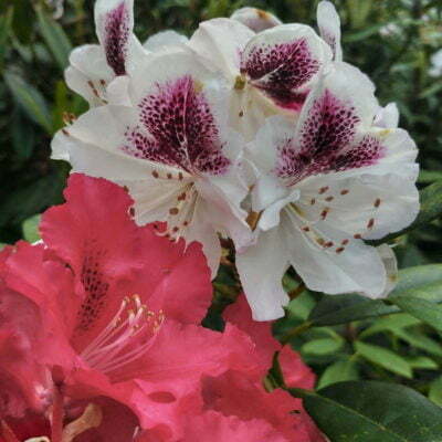 Rhododendron Azalea Windsor Park Fragrance Intoxicating Walk 18