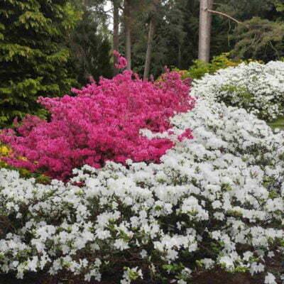 Rhododendron Azalea Windsor Park Fragrance Intoxicating Walk 2