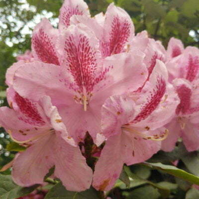 Rhododendron Azalea Windsor Park Fragrance Intoxicating Walk 23
