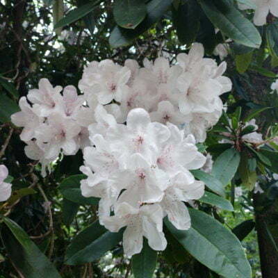 Rhododendron Azalea Windsor Park Fragrance Intoxicating Walk 27