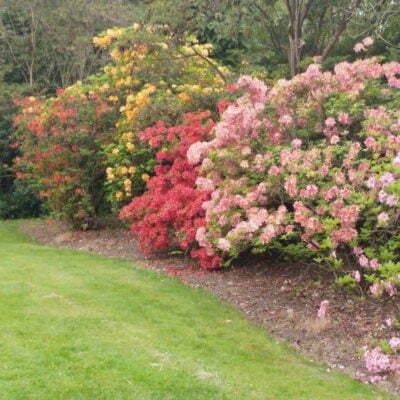 Rhododendron Azalea Windsor Park Fragrance Intoxicating Walk 3