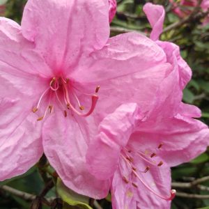 Rhododendron Azalea Windsor Park Fragrance Intoxicating Walk 33