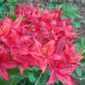 Rhododendron Azalea Windsor Park Fragrance Intoxicating Walk 4