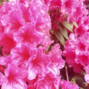 Rhododendron Azalea Windsor Park Fragrance Intoxicating Walk 41