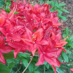 Rhododendron Azalea Windsor Park Fragrance Intoxicating Walk 5