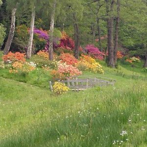 Rhododendron Azalea Windsor Park Fragrance Intoxicating Walk 58