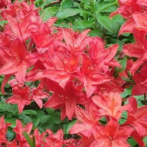 Rhododendron Azalea Windsor Park Fragrance Intoxicating Walk 7