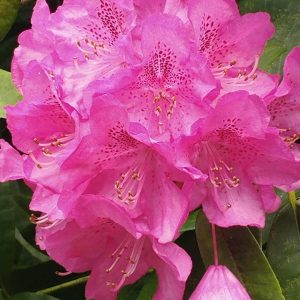 Rhododendron Azalea Windsor Park Fragrance Intoxicating Walk 9