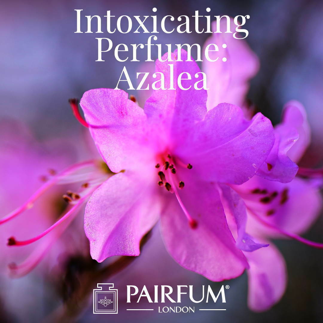 Windsor Park Azalea Intoxicating Perfume