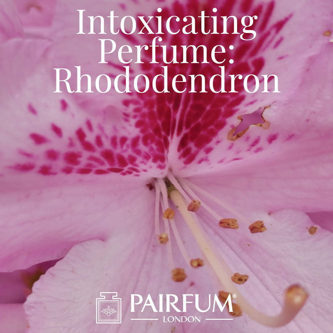 Windsor Park Intoxicating Fragrance Rhododendron Azalea under the influence