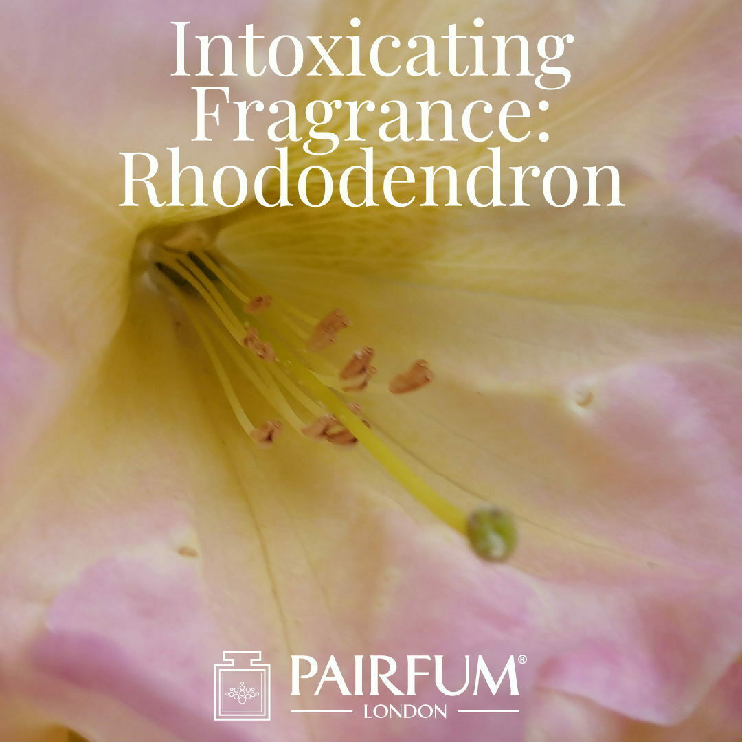 Windsor Park Intoxicating Perfume Rhododendron under the influence Azalea