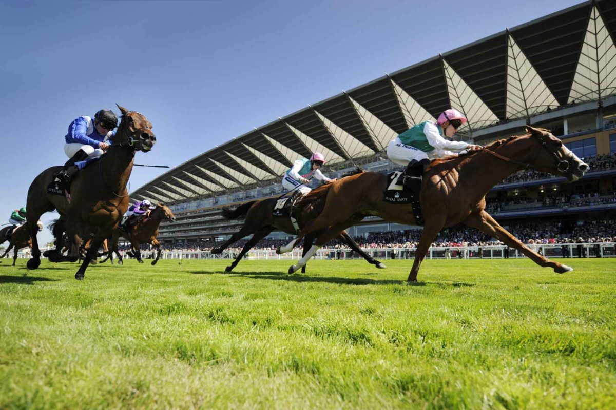 Ascot Race Course Horses