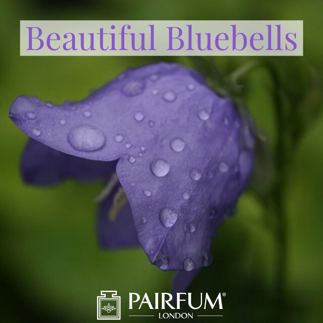 Bluebell Wood Perfume Pairfum London Home Fragrance