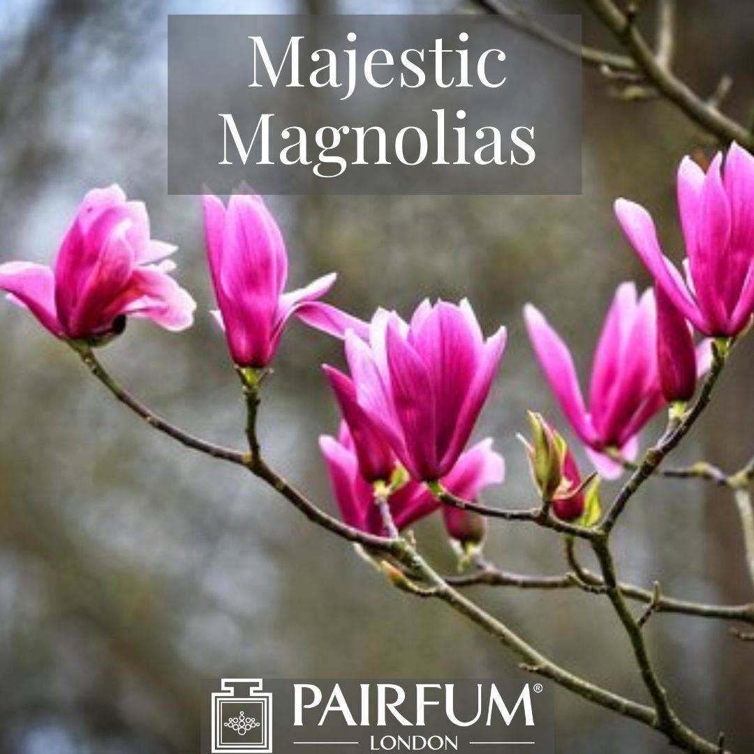 INSTAGRAM MAJESTIC MAGNOLIAS