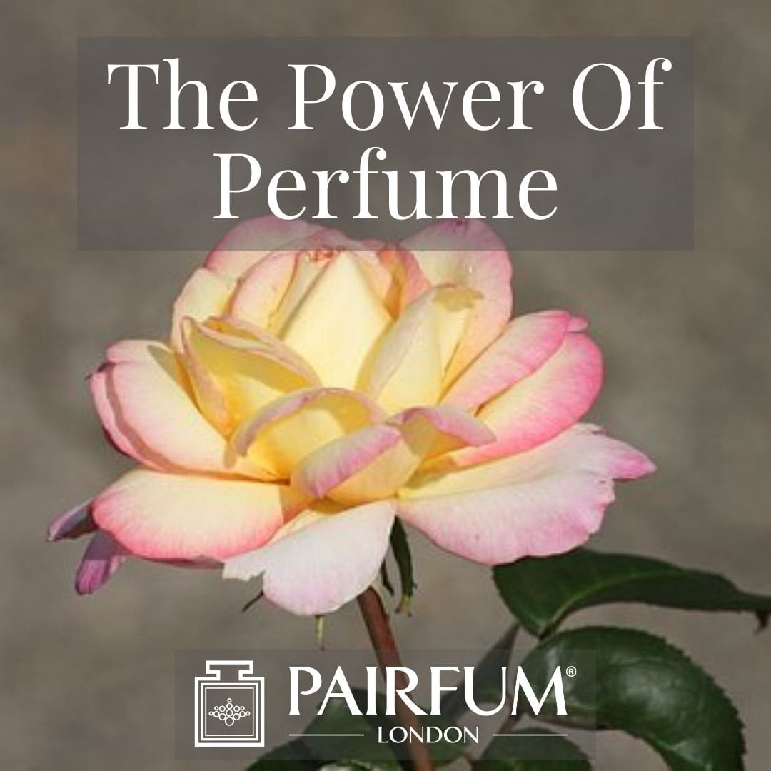 PERFUME TREND SINGLE PINK AND WHITE FLOWER