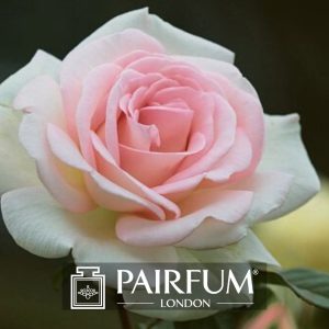 SINGLE WHITE AND PINK ROSE FLOWER