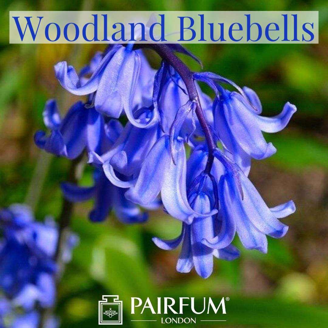 Bluebell Wood Perfume Pairfum London Flower