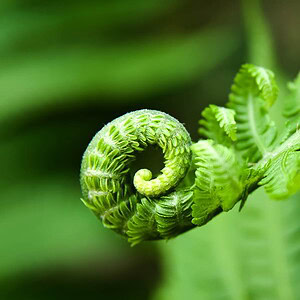 Evolution Meaning Fougere Perfumery Fern Fresh Green
