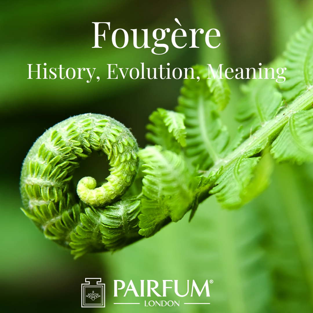 Fern Fougere Fragrance History Evolution Meaning