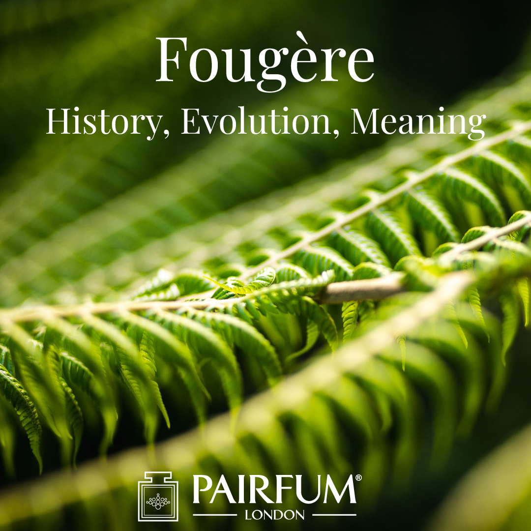 Fougere Fragrance Evolution Meaning History Fern