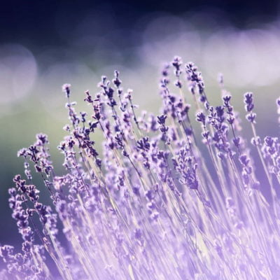 Lavender Perfume Light The Allure Of Natural Fragrance Oils Exploring Nature’s Essence In Perfumery