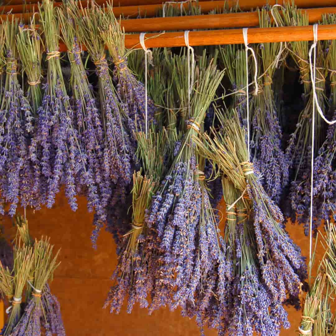 Natural Perfume Drying Lavender Process 1 1