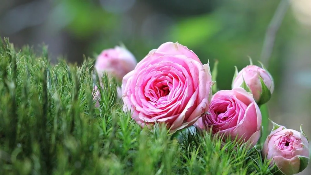 Natural Perfume Wild Pink Roses 16 9