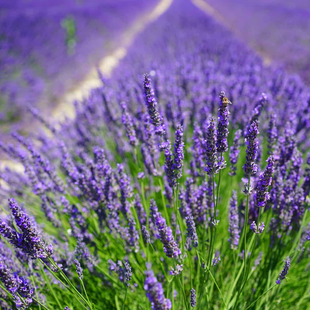 Natural Lavender Fragrance Oil Cultivation UK Aromatic Niche Perfume 1 1