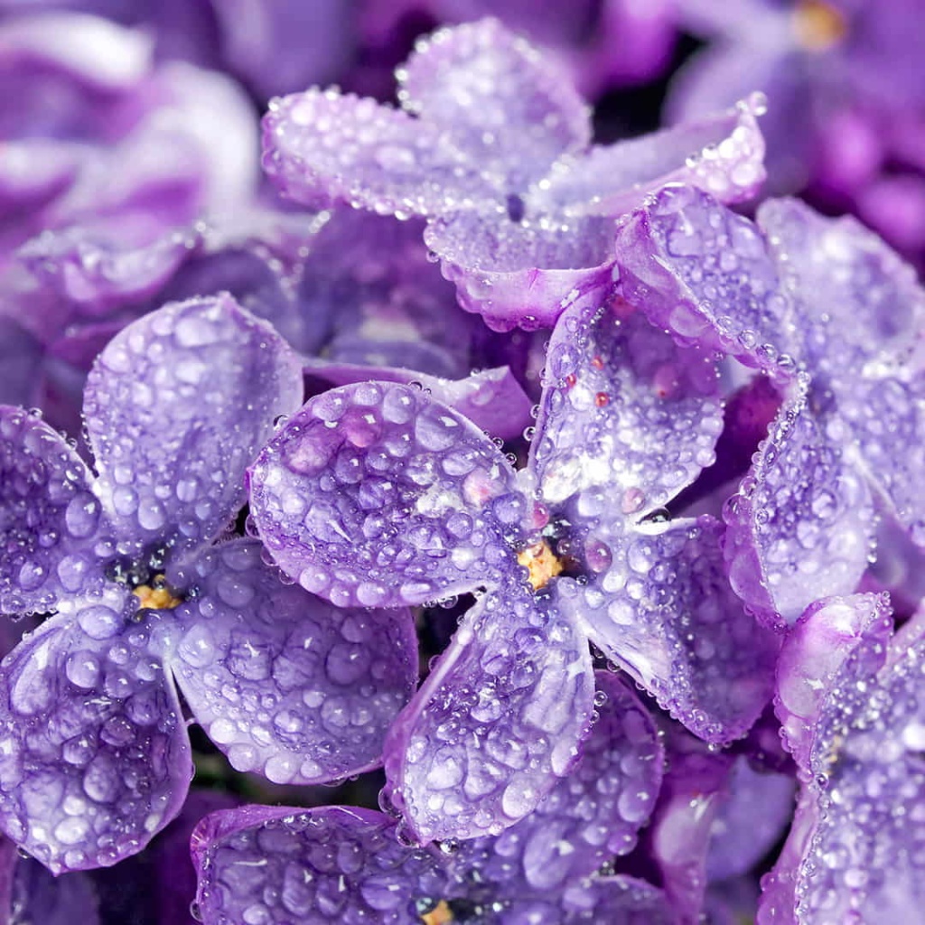 Pairfum Flower Lilac Natural Perfume 1 1