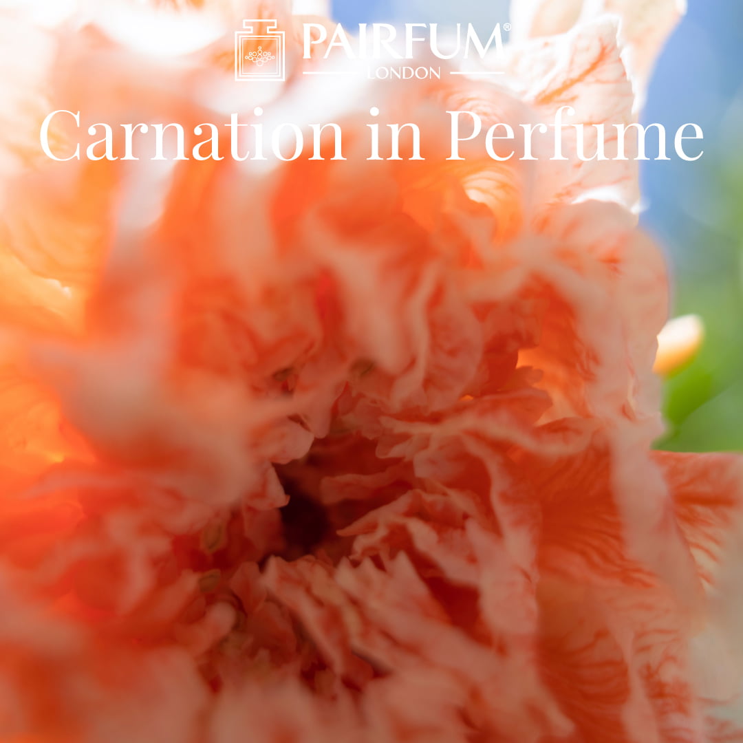 Carnation In Fragrance 1 1