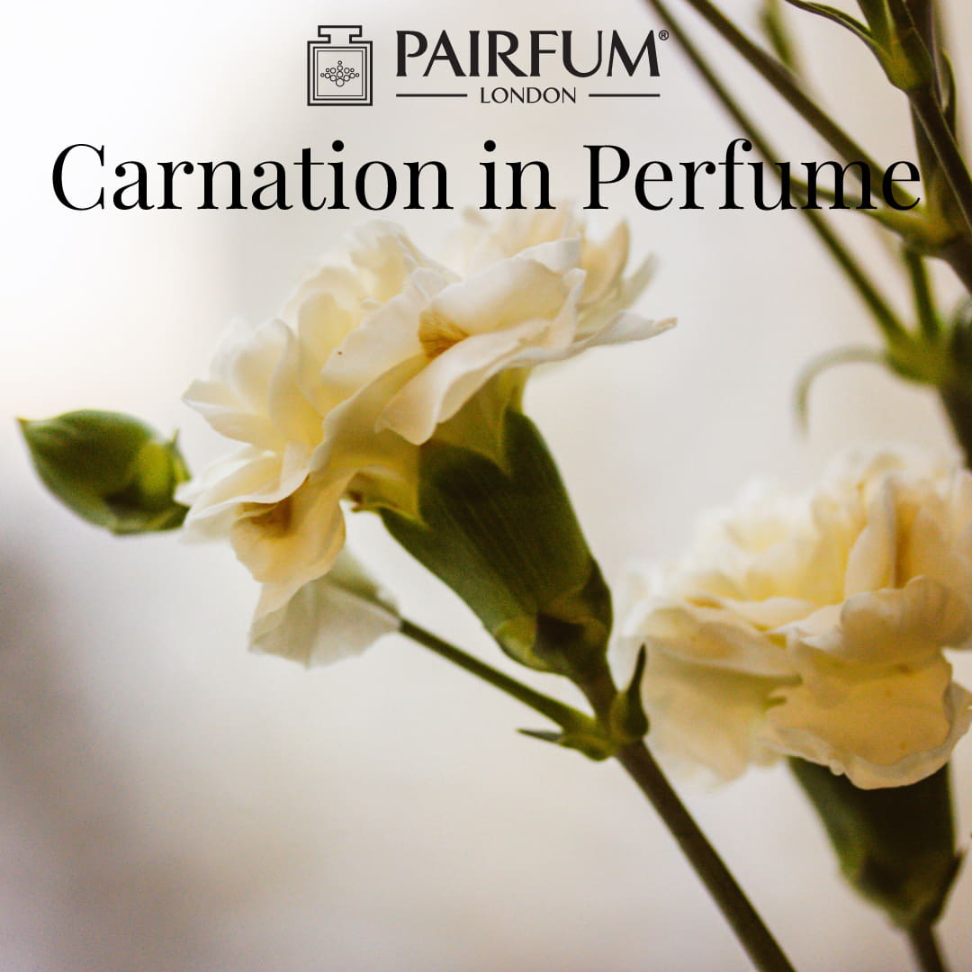 Carnation In Fragrance Clove 1 1