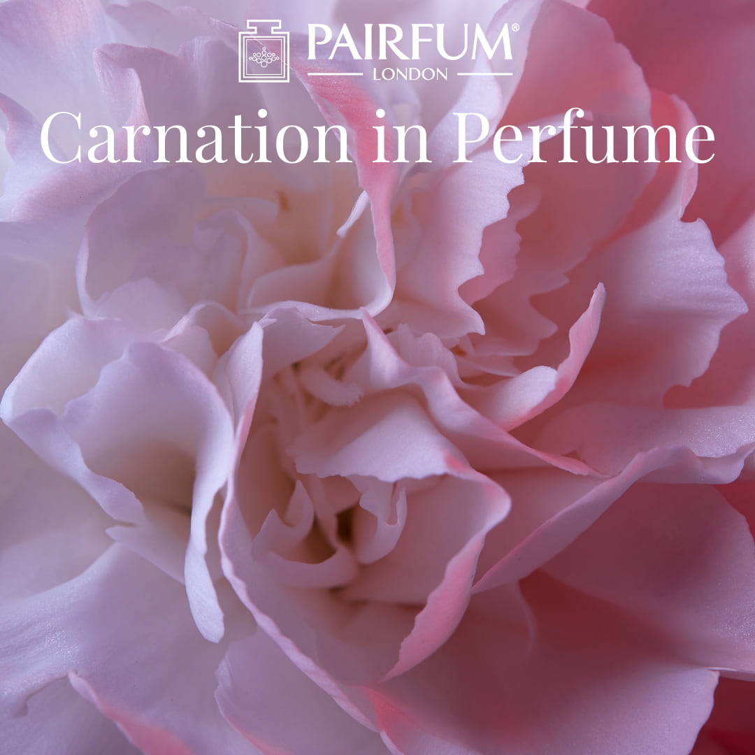 Carnation In Perfume 1 1