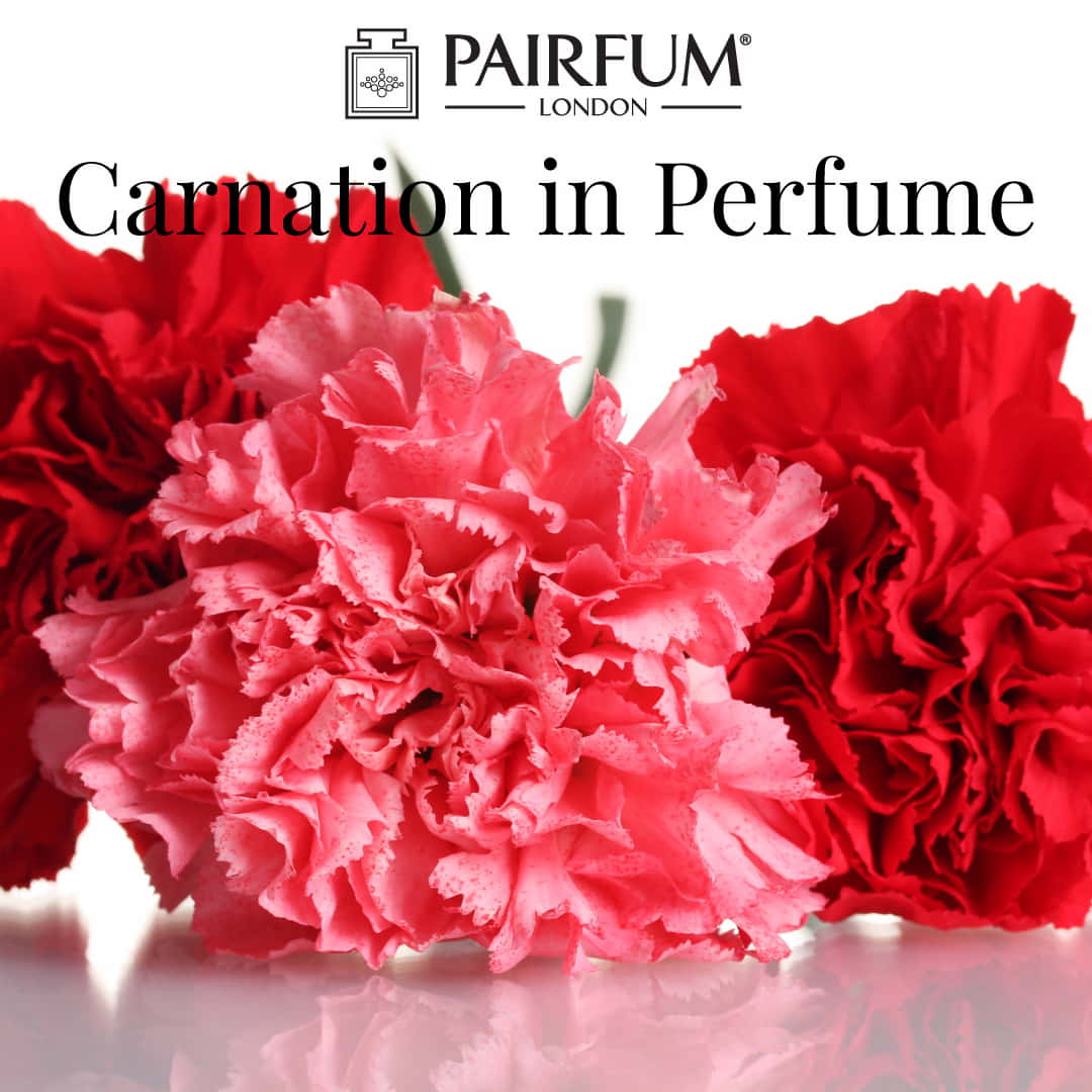 Carnation In Perfume Clove 1 1