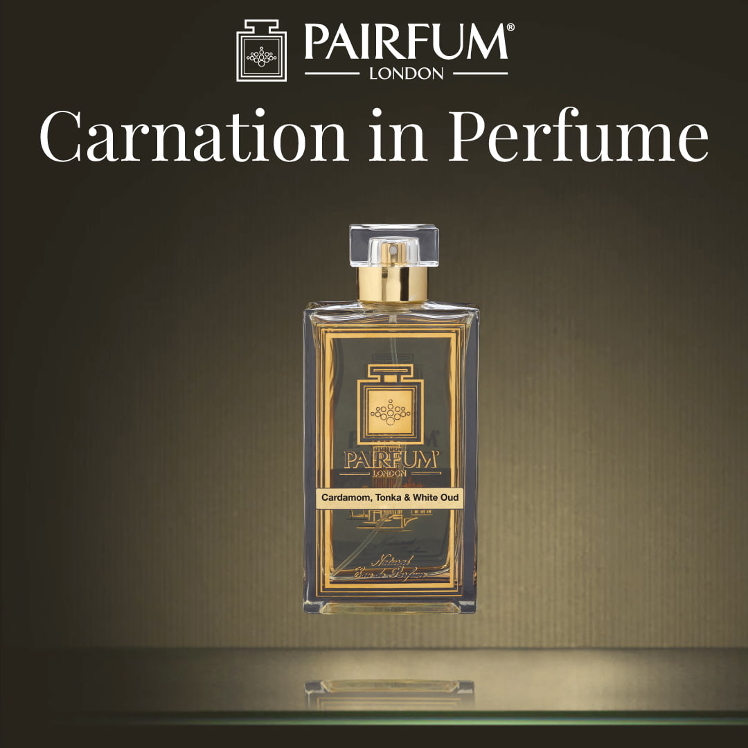 Carnation In Perfume Spicy Clove Fragrance 1 1