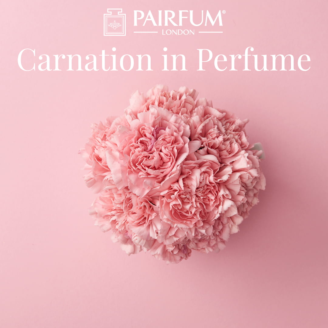 Clove Carnation In Fragrance Spicey 1 1