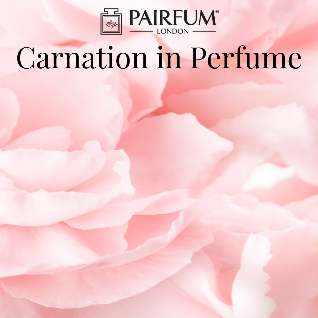 Clove Carnation In Perfume 1 1