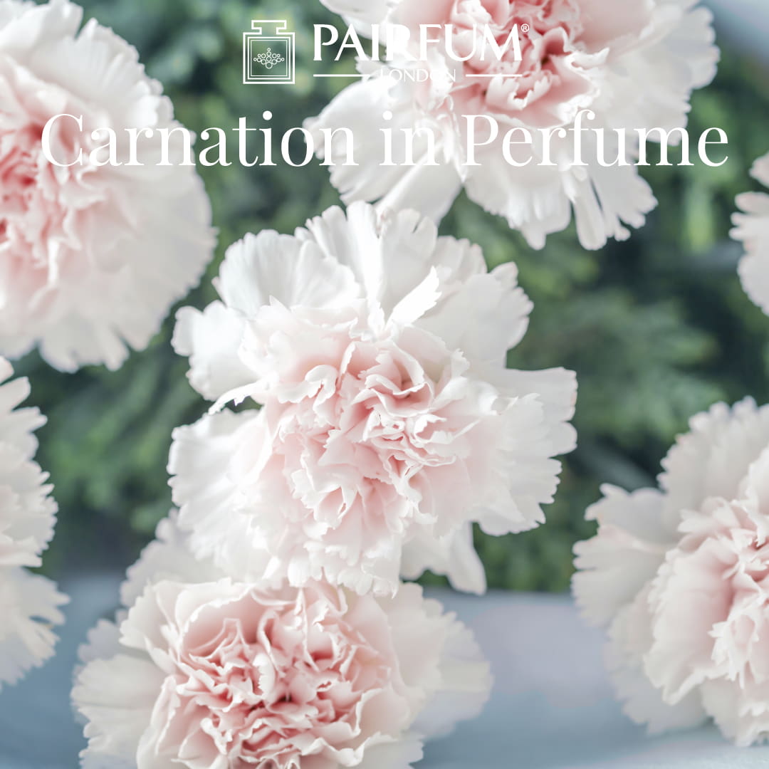 Flower Carnation In Fragrance 1 1