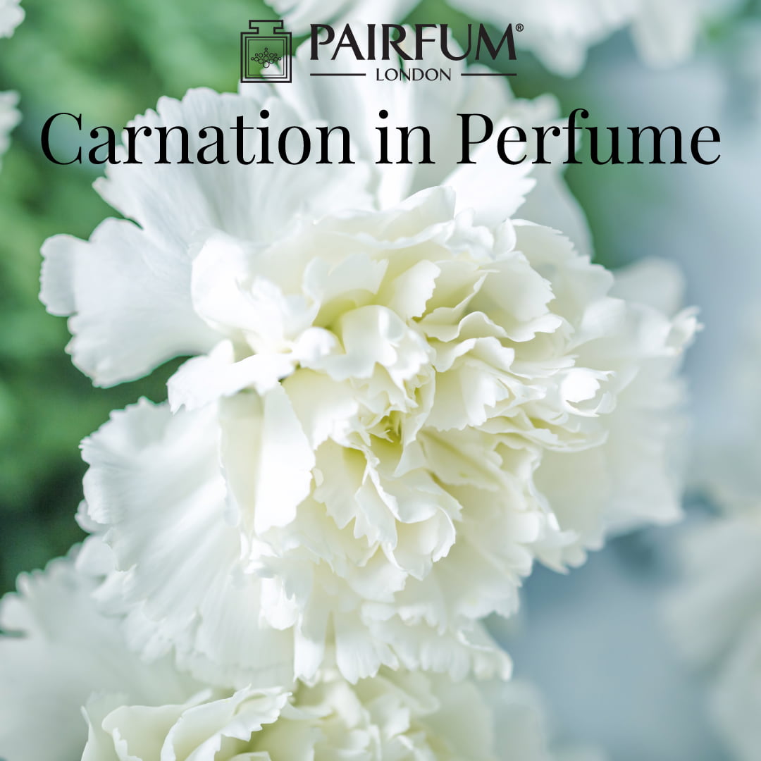Flower Carnation In Perfume 1 1