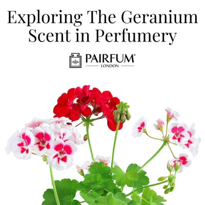 Geranium Scent In Perfumery