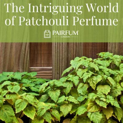 Patchouli Fragrance