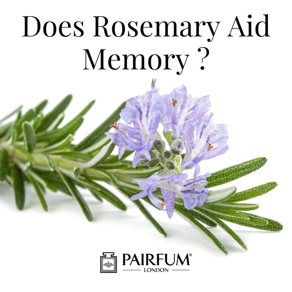 Is Rosemary A Memory Aid