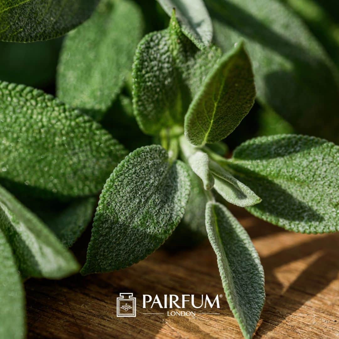 Sage Plant