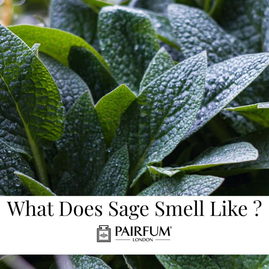 What Does Sage Smell Like