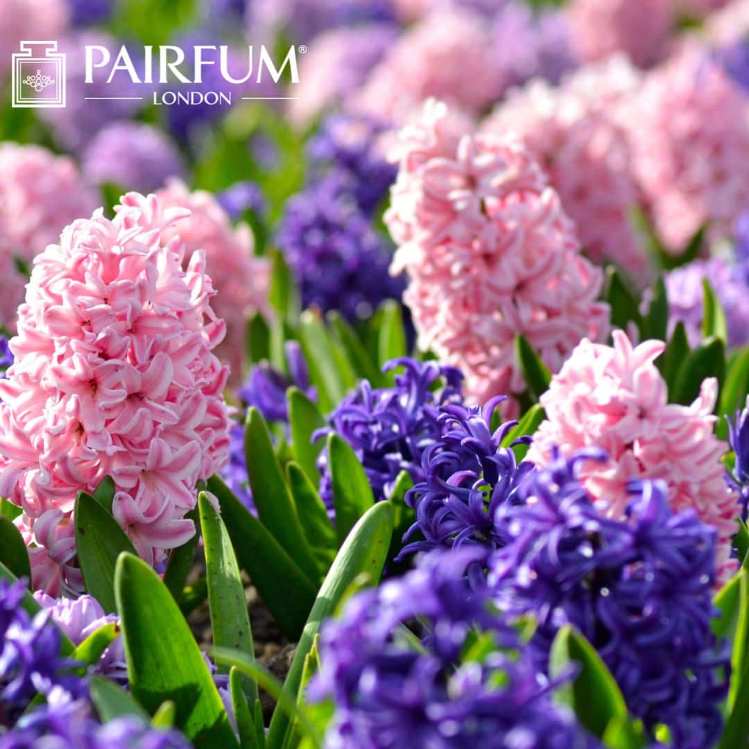 Hyacinth Flowers