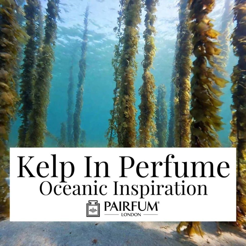 Kelp In Perfume