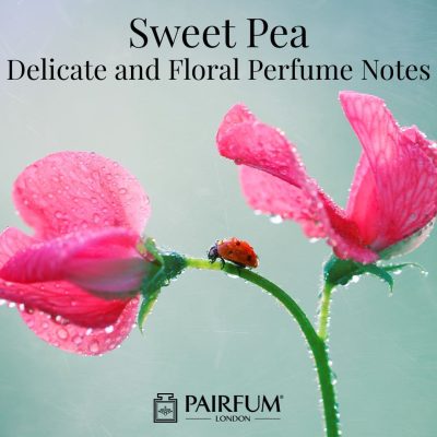 Sweet Pea