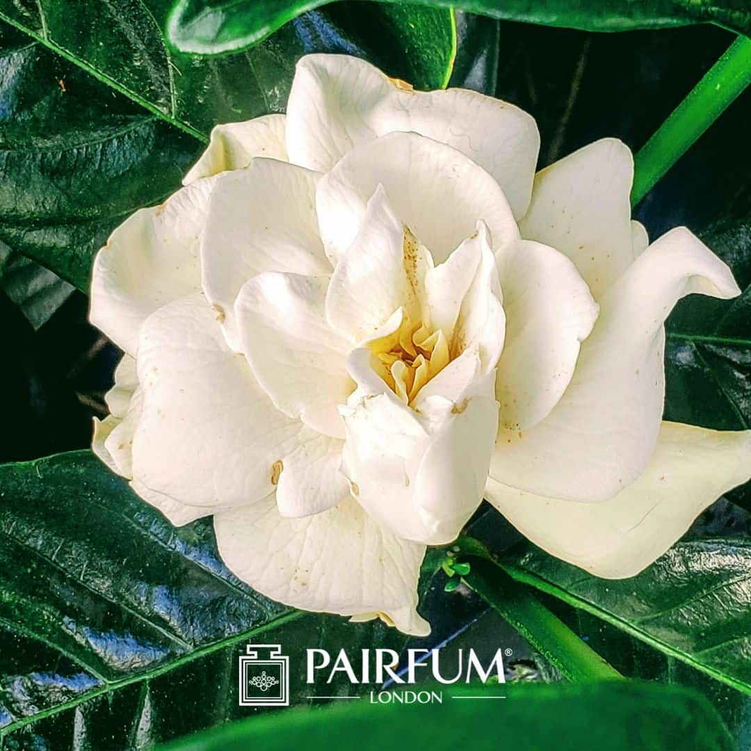 Gardenia Flower
