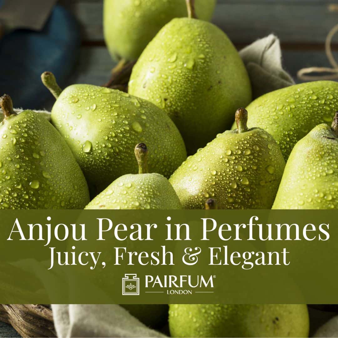 Anjou Pear In Perfumes
