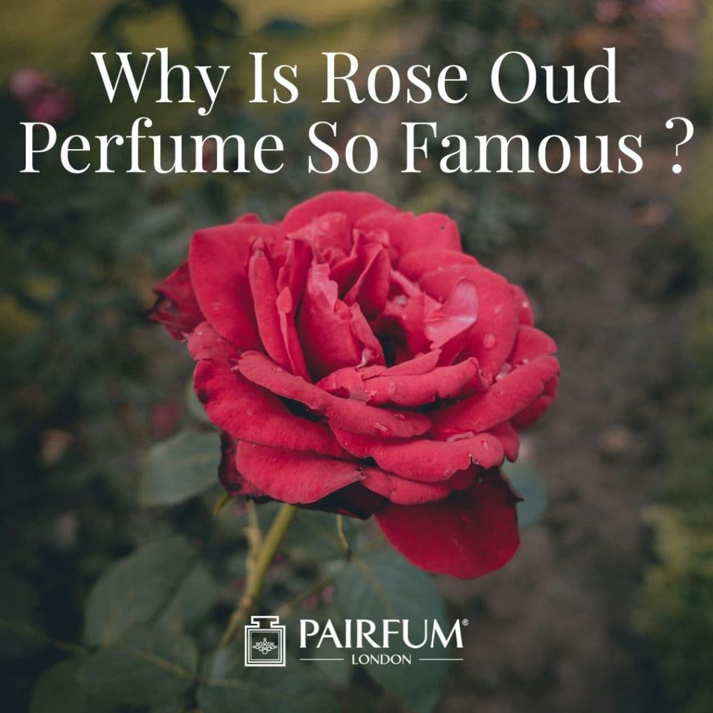 Why Is Rose Oud Perfume So Famous
